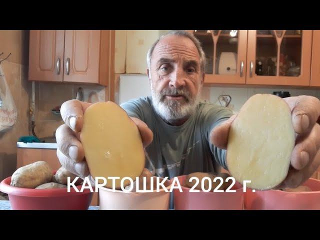 четыре сорта картошки в разрезе... смотреть онлайн