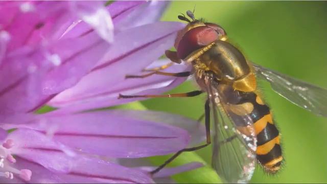 Flower Photography Workshop -- Fun and Creative Photography Tips For All Skill Levels смотреть онлайн