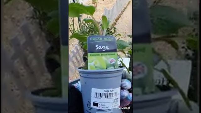 Эпсом соль смотреть онлайн