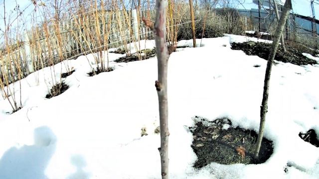 Выращивание черешни на Южном Урале. Как перезимовала черешня сорт Желточек смотреть онлайн