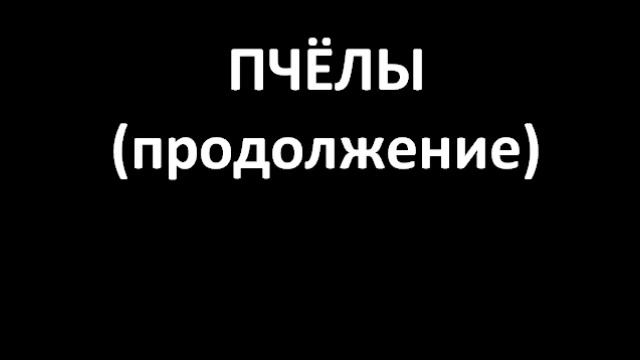 Пчёлы (продолжение) смотреть онлайн