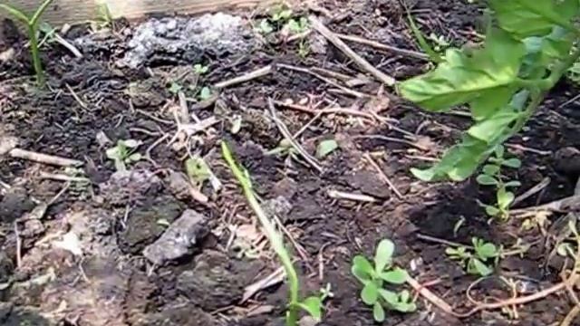 Имбирь, ягода Годжи, Папайя Выращиваем в теплице смотреть онлайн