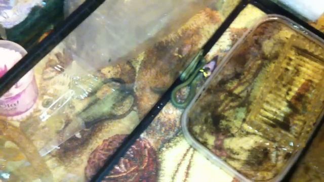 Анаконда на охоте смотреть онлайн