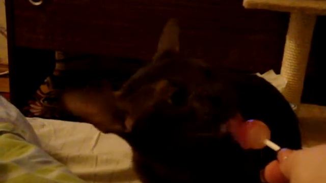 Ориентальная кошка сластёна смотреть онлайн