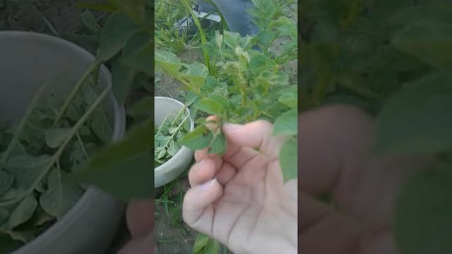 Колорадские жуки