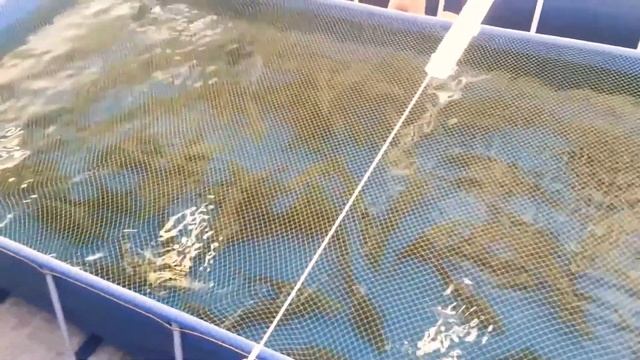 На Дону БГУ еще нет, а рыбы в Дону уже почти нет смотреть онлайн
