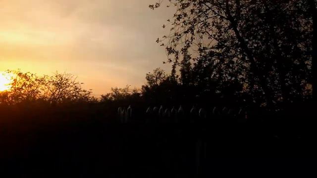 Загородное весеннее пение птиц смотреть онлайн