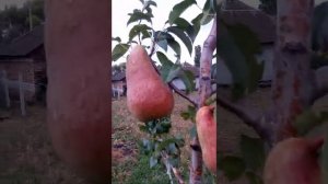 Груша конференция первое плодоношение