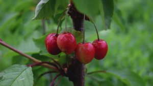 Черешня Рокет (Rocket) (3 июня)  - Агро Сад