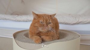 Did You Know Cats Can Talk? | Kittisaurus Villains