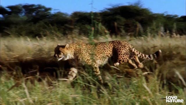 The FASTEST Animals on Earth | Peregrine Falcon, Mako Shark, Cheetah смотреть онлайн