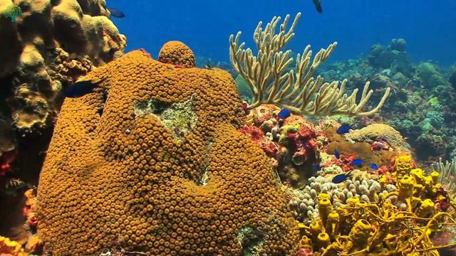 Deep underwater ocean wildlife 8k UHD |Scenic sCenes 4k смотреть онлайн
