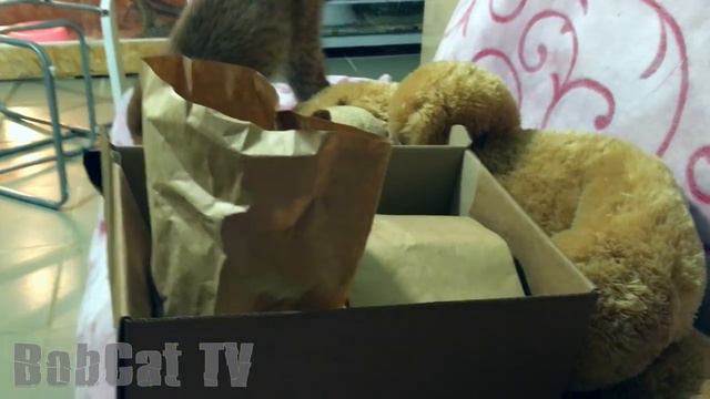 Рысь Ханна помогает с распаковкой продуктов смотреть онлайн