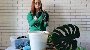 Пересадка и омоложение старой монстеры. Все бесжалостно удаляем