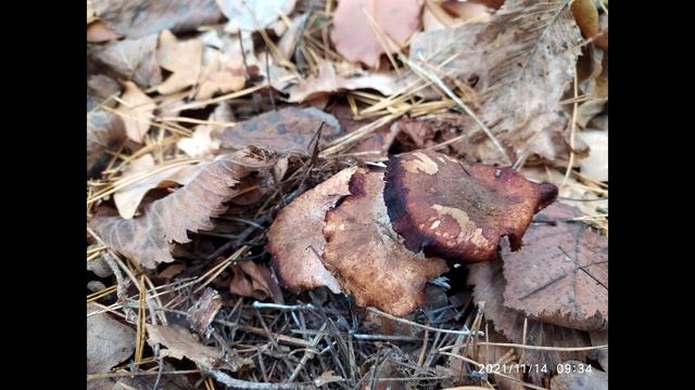 Грибы в декабре: фламмулина (зимний опёнок), опёнок осенний, вёшенка! смотреть онлайн