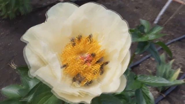 Пион "Лемон Шиффон" смотреть онлайн