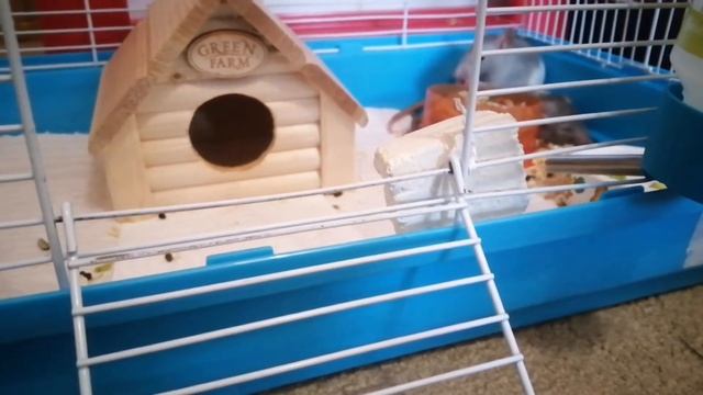 Что делать если у крысы проблема с лапой?Ушиб, перелом, ссадина.|Little Wotld смотреть онлайн