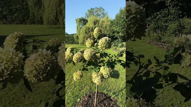 Штамб Лайм Лайт #гортензии #гортензия #метельчатыегортензии #обрезкагортензии #гортензииметельчатые смотреть онлайн
