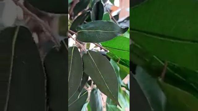 ДЕРЕВО ФИКУСА - Искусственное | ОБЗОР смотреть онлайн