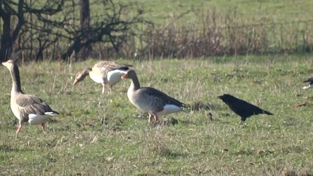 Ворон вызывает сибирских гусей на поединок, но гуси смотреть онлайн
