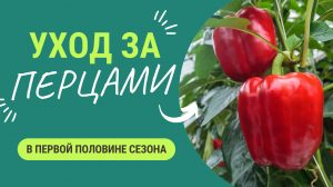 Чем удобрять, как поливать и как ухаживать за перцем в первой половине сезона?