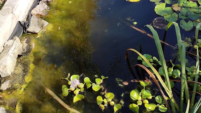 @Що квітує в садку і в ставку?Віночок з лози винограду.Пересаджую лілейники. смотреть онлайн