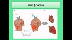 Газообмен в легких и тканях. Биология 8 класс.