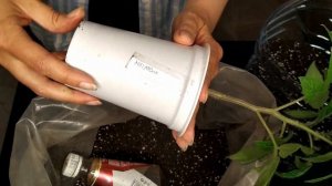 ОГОРОД НА БАЛКОНЕ ИДЕИ! КАК ВЫРАСТИТЬ ТОМАТЫ НА БАЛКОНЕ!