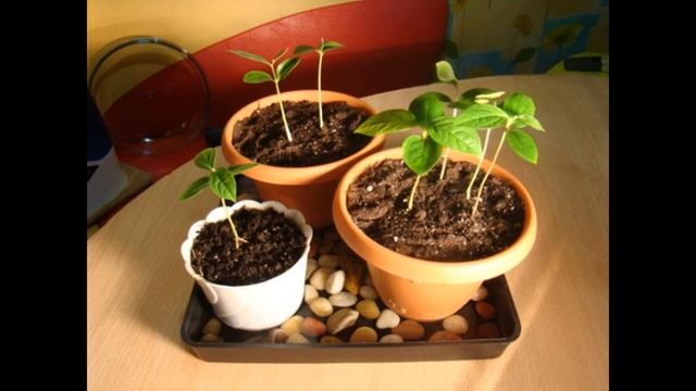 Как правильно вырастить персик из косточки?