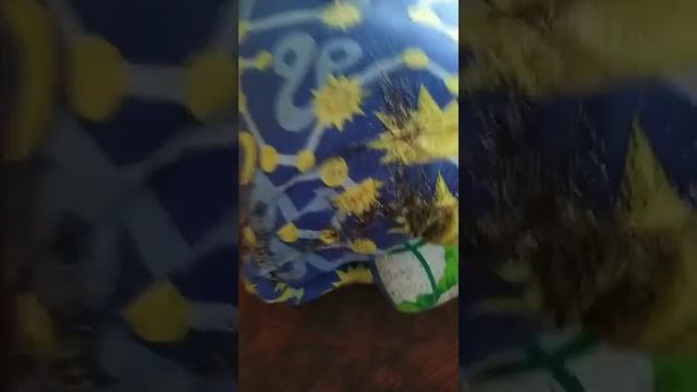 как выглядят личинки клопов смотреть онлайн