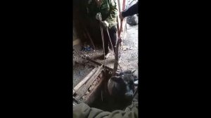 В Добринском районе вызволяли провалившегося в погреб быка