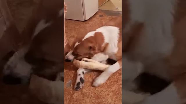 АЛАБАЙ САО ЗУР БАШИ ЧОПАР ♂️ (выпускник питомника) смотреть онлайн