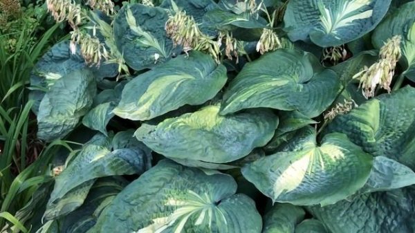 SHADOWLAND® 'Hudson Bay' Hosta | gardencrossings.com
