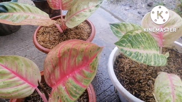 Top rare Aglaonema/Pink moonlight смотреть онлайн