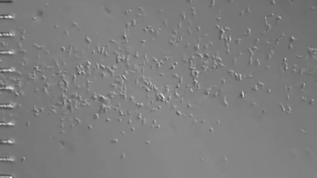 Dictyostelium Chemotaxis смотреть онлайн