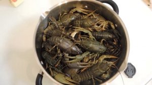 КАК ХРАНИТЬ РЕЧНОГО РАКА в ДОМАШНИХ УСЛОВИЯХ. Живые РАКИ Больше Недели.