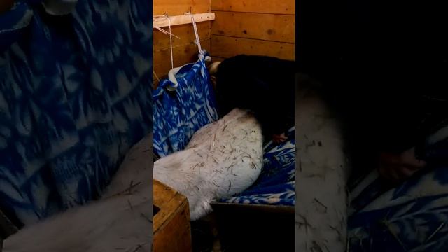 Коза слегла за 12 дней до окота. смотреть онлайн
