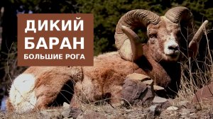 Дикие Бараны