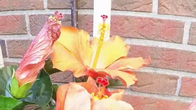 Hibiskus geht auf смотреть онлайн