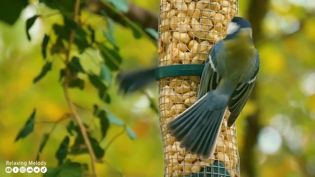 Música Curativa Para El Corazón Y Los Vasos Sanguíneos - Música Suave, Calma El Sistema Nervioso Y