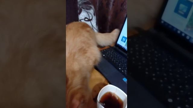 Кот ест сухарик смотреть онлайн