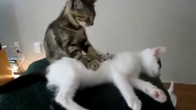 Котячий масаж онлайн смотреть онлайн