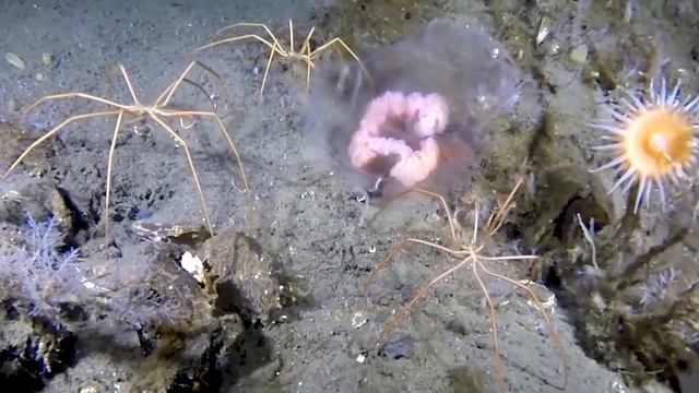 Michio Kaku Just Revealed What The Navy Saw While Diving in The Arctic смотреть онлайн