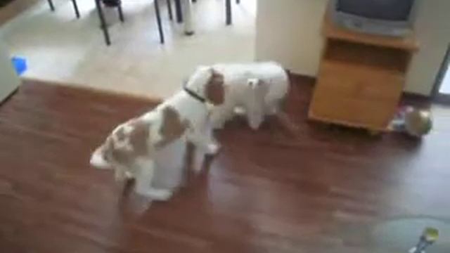 My beagle Mailo playing with my friends' Balonka смотреть онлайн
