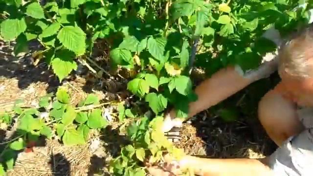 Уход за малиной смотреть онлайн
