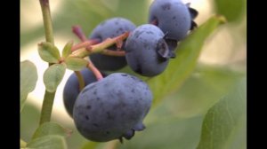 Голубика Патриот - описание (Лохина)