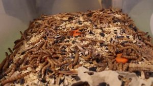 Чем кормить зофобаса?