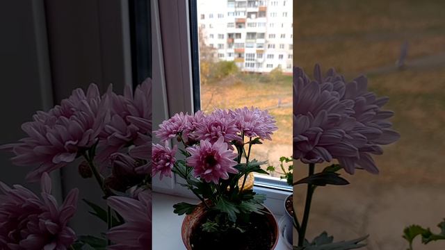 Моя Хризантема смотреть онлайн