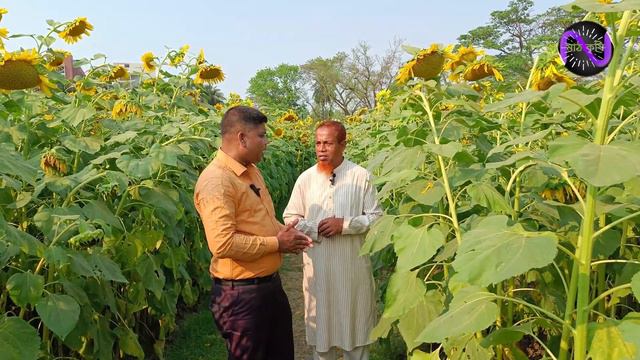 RDS 275 জাতের সূর্যমুখি চাষ। উচ্চ ফলনশীল, রোগ প্রতিরোধক্ষম চমৎকার জাত। #সূর্যমুখী #sunflower смотреть онлайн