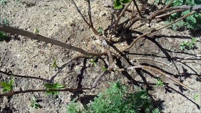 СИБИРСКИЙ САД ВО ВТОРОЙ ПОЛОВИНЕ МАЯ. УДОБРЯЕМ ПИОНЫ И ПОДКИСЛЯЕМ ПОЧВУ ПОД ГОРТЕНЗИЯМИ смотреть онлайн